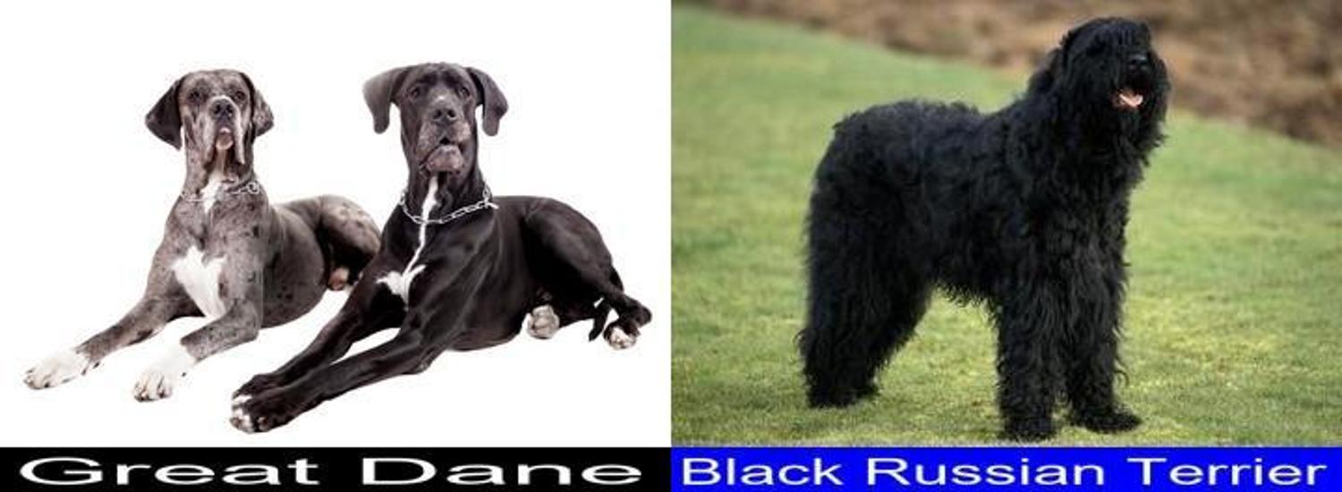 Differences And Similarities Between The Great Dane And The Black Russian Terrier Great Dane 